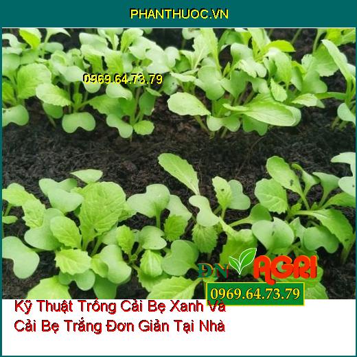 Kỹ Thuật Trồng Cải Bẹ Xanh Và Cải Bẹ Trắng Đơn Giản Tại Nhà