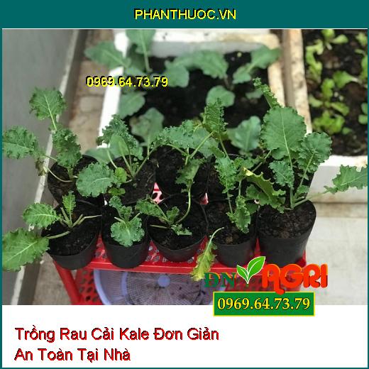 5 Bước Trồng Rau Cải Kale Đơn Giản An Toàn Tại Nhà