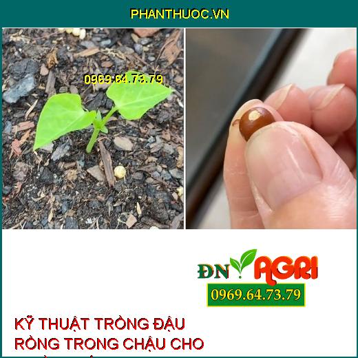 KỸ THUẬT TRỒNG ĐẬU RỒNG TRONG CHẬU CHO NHIỀU TRÁI