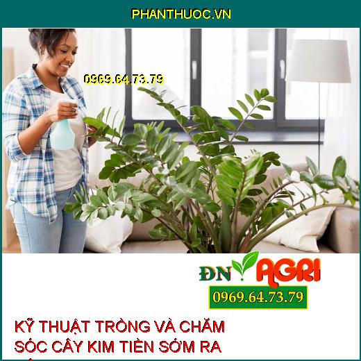 KỸ THUẬT TRỒNG VÀ CHĂM SÓC CÂY KIM TIỀN SỚM RA BÔNG