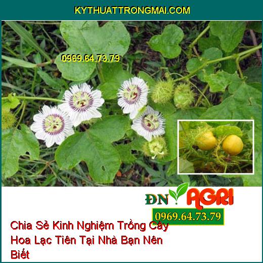 Chia Sẻ Kinh Nghiệm Trồng Cây Hoa Lạc Tiên Tại Nhà Bạn Nên Biết