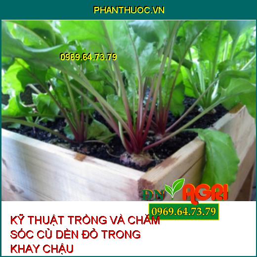 KỸ THUẬT TRỒNG VÀ CHĂM SÓC CỦ DỀN ĐỎ TRONG KHAY CHẬU 