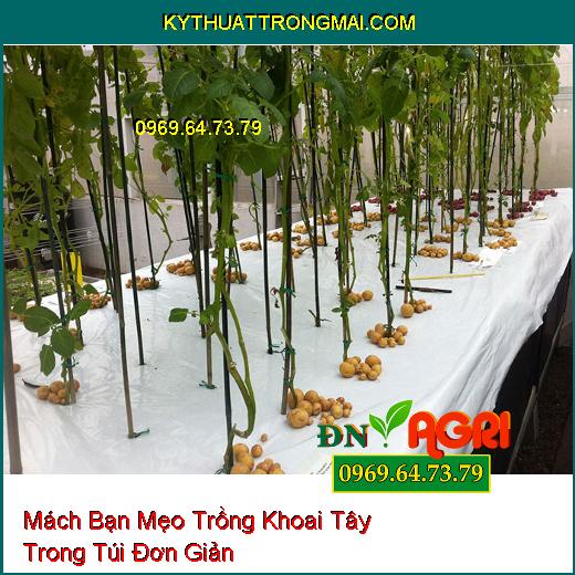 Mách Bạn Mẹo Trồng Khoai Tây Trong Túi Đơn Giản Mà Ai Ai Cũng Phải Biết  