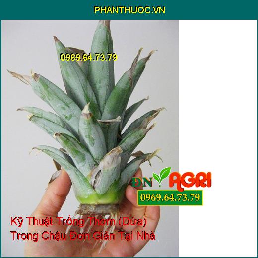 Kỹ Thuật Trồng Thơm (Dứa) Trong Chậu Đơn Giản Tại Nhà