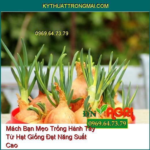 Mách Bạn Mẹo Trồng Hành Tây Từ Hạt Giống Đạt Năng Suất Cao