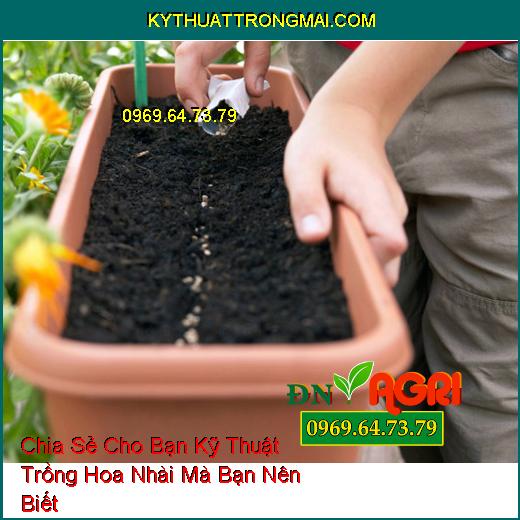 Chia Sẻ Cho Bạn Kỹ Thuật Trồng Hoa Nhài Mà Bạn Nên Biết