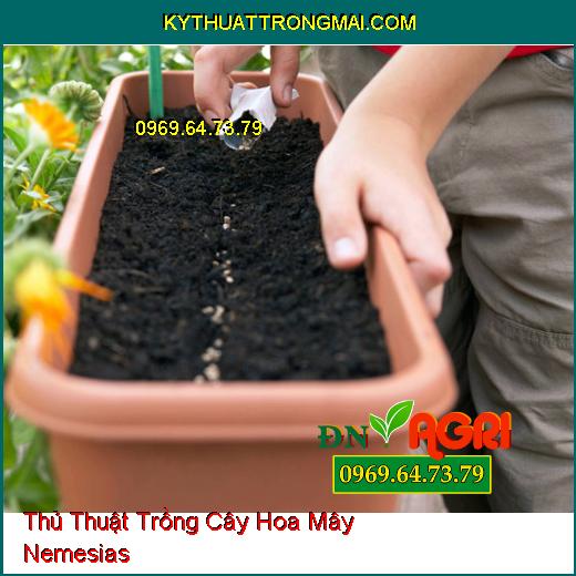 Thủ Thuật Trồng Cây Hoa Mây Nemesias