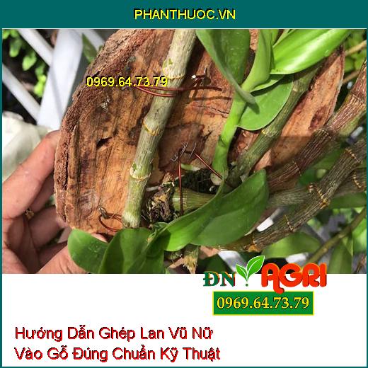 Hướng Dẫn Ghép Lan Vũ Nữ Vào Gỗ Đúng Chuẩn Kỹ Thuật