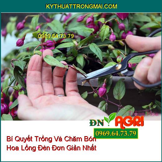 Bí Quyết Trồng Và Chăm Bón Hoa Lồng Đèn Đơn Giản Nhất