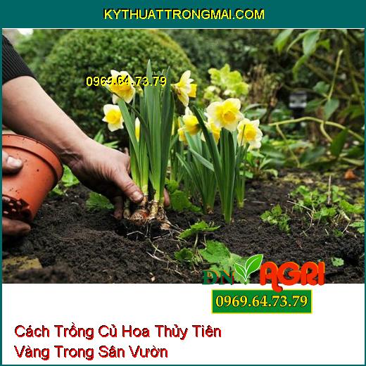 Cách Trồng Củ Hoa Thủy Tiên Vàng Trong Sân Vườn