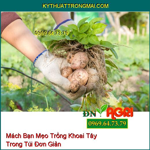 Mách Bạn Mẹo Trồng Khoai Tây Trong Túi Đơn Giản Mà Ai Ai Cũng Phải Biết  