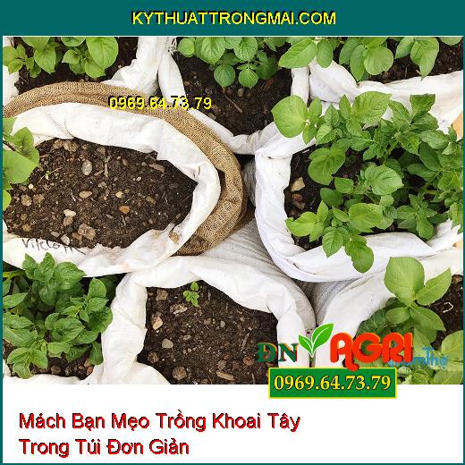 Mách Bạn Mẹo Trồng Khoai Tây Trong Túi Đơn Giản Mà Ai Ai Cũng Phải Biết  