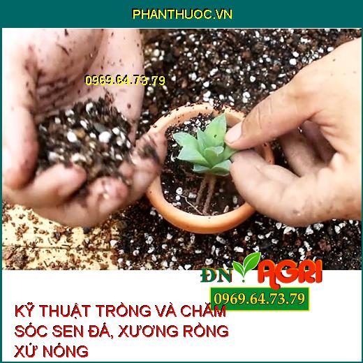 KỸ THUẬT TRỒNG VÀ CHĂM SÓC SEN ĐÁ, XƯƠNG RỒNG XỨ NÓNG