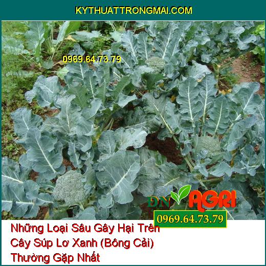 Những Loại Sâu Gây Hại Trên Cây Súp Lơ Xanh (Bông Cải) Thường Gặp Nhất