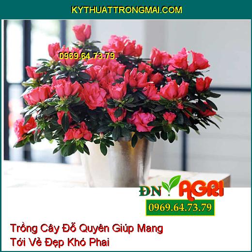 Trồng Cây Đỗ Quyên Giúp Mang Tới Vẻ Đẹp Khó Phai