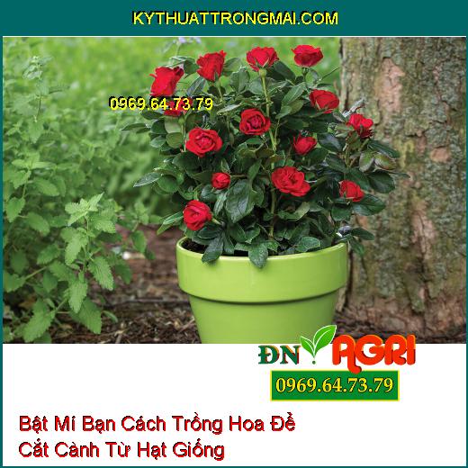 Bật Mí Bạn Cách Trồng Hoa Để Cắt Cành Từ Hạt Giống