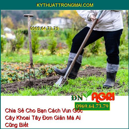 Chia Sẻ Cho Bạn Cách Vun Gốc Cây Khoai Tây Đơn Giản Mà Ai Cũng Biết