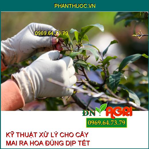 KỸ THUẬT XỬ LÝ CHO CÂY MAI RA HOA ĐÚNG DỊP TẾT