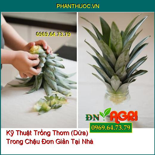 Kỹ Thuật Trồng Thơm (Dứa) Trong Chậu Đơn Giản Tại Nhà