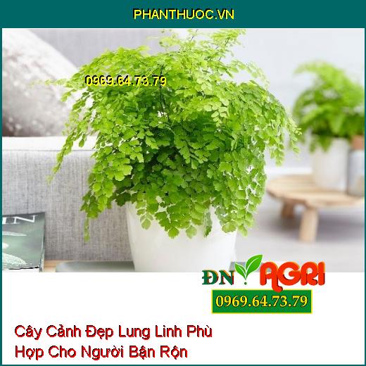 7 Loại Cây Cảnh Đẹp Lung Linh Phù Hợp Cho Người Bận Rộn Không Có Thời Gian Chăm Sóc