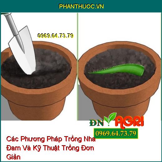 Các Phương Pháp Trồng Nha Đam Và Kỹ Thuật Trồng Đơn Giản