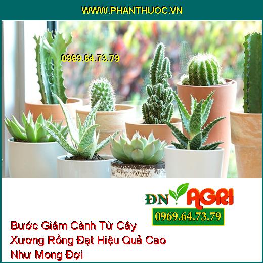 Bước Giâm Cành Từ Cây Xương Rồng Đạt Hiệu Quả Cao Như Mong Đợi