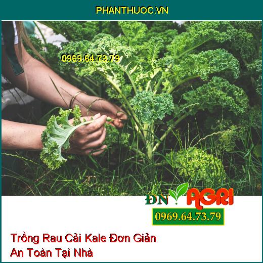 5 Bước Trồng Rau Cải Kale Đơn Giản An Toàn Tại Nhà