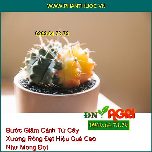 Bước Giâm Cành Từ Cây Xương Rồng Đạt Hiệu Quả Cao Như Mong Đợi