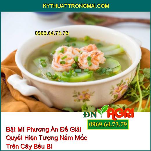 Bật Mí Phương Án Để Giải Quyết Hiện Tượng Nấm Mốc Trên Cây Bầu Bí