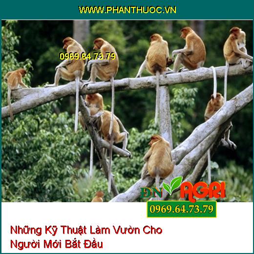 Những Kỹ Thuật Làm Vườn Cho Người Mới Bắt Đầu