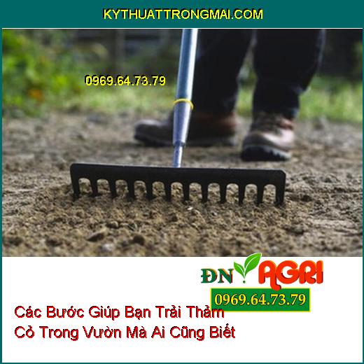 Các Bước Giúp Bạn Trải Thảm Cỏ Trong Vườn Mà Ai Cũng Biết