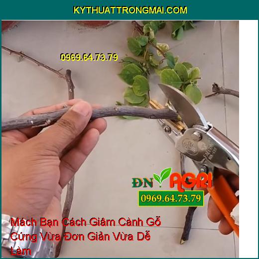 Mách Bạn Cách Giâm Cành Gỗ Cứng Vừa Đơn Giản Vừa Dễ Làm