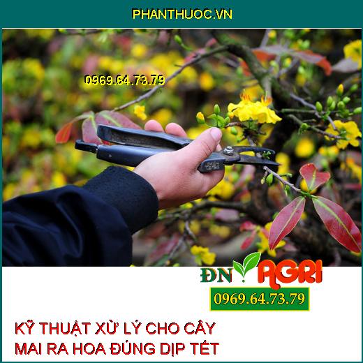 KỸ THUẬT XỬ LÝ CHO CÂY MAI RA HOA ĐÚNG DỊP TẾT