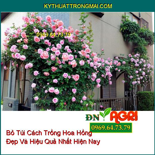 Bỏ Túi Cách Trồng Hoa Hồng Đẹp Và Hiệu Quả Nhất Hiện Nay