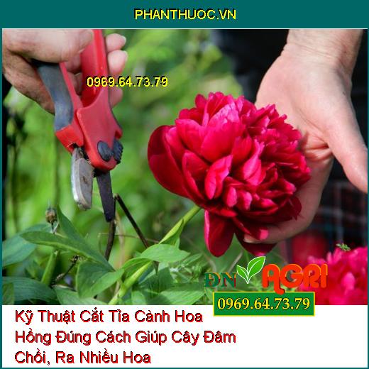 Kỹ Thuật Cắt Tỉa Cành Hoa Hồng Đúng Cách Giúp Cây Đâm Chồi, Ra Nhiều Hoa