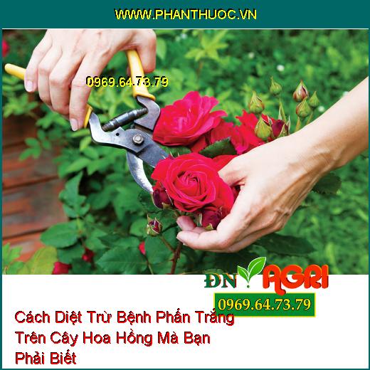 Cách Diệt Trừ Bệnh Phấn Trắng Trên Cây Hoa Hồng Mà Bạn Phải Biết