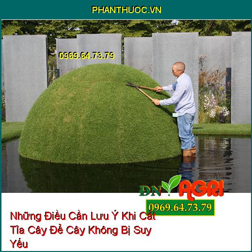 Những Điều Cần Lưu Ý Khi Cắt Tỉa Cây Để Cây Không Bị Suy Yếu