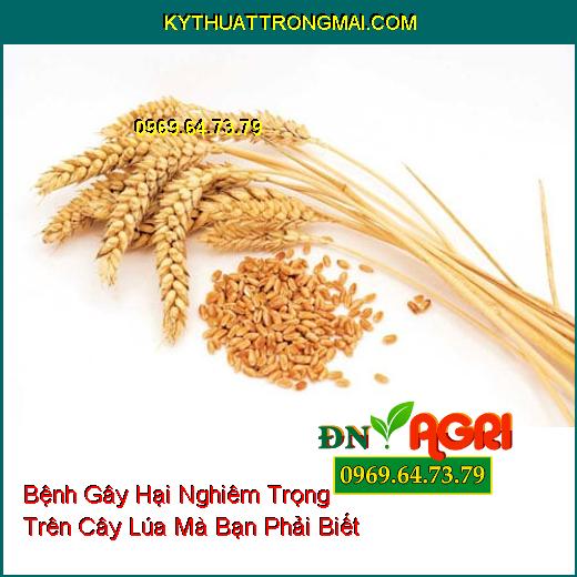 Bệnh Gây Hại Nghiêm Trọng Trên Cây Lúa Mà Bạn Phải Biết