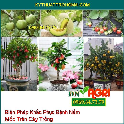 Biện Pháp Khắc Phục Bệnh Nấm Mốc Trên Cây Trồng Hiệu Quả Nhất Hiện Nay