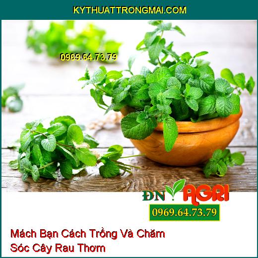 Mách Bạn Cách Trồng Và Chăm Sóc Cây Rau Thơm 