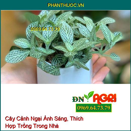 6 Loại Cây Cảnh Ngại Ánh Sáng, Thích Hợp Trồng Trong Nhà