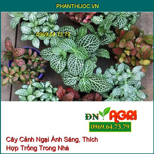 6 Loại Cây Cảnh Ngại Ánh Sáng, Thích Hợp Trồng Trong Nhà