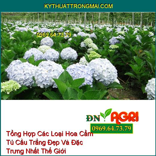 Tổng Hợp Các Loại Hoa Cẩm Tú Cầu Trắng Đẹp Và Đặc Trưng Nhất Thế Giới 