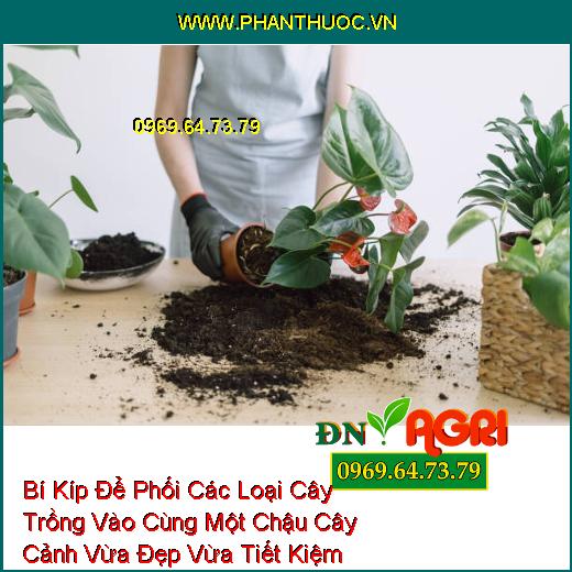 Bí Kíp Để Phối Các Loại Cây Trồng Vào Cùng Một Chậu Cây Cảnh Vừa Đẹp Vừa Tiết Kiệm Không Gian