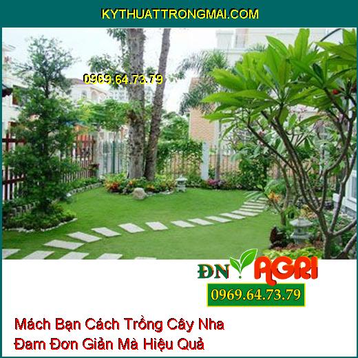 Mách Bạn Cách Trồng Cây Nha Đam Đơn Giản Mà Hiệu Quả