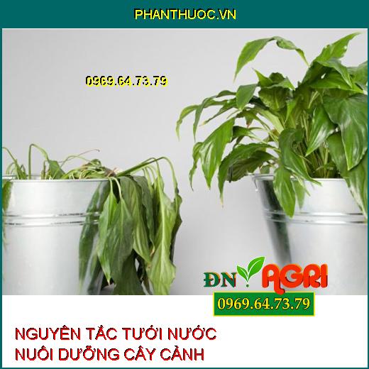 5 Nguyên Tắc Cơ Bản Khi Tưới Nước Cho Cây Cảnh Không Nên Bỏ Qua 