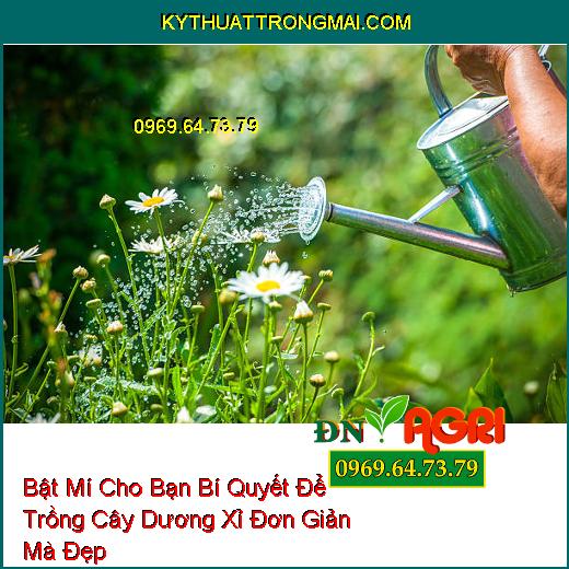 Hiện nay, việc trồng cây dương xỉ trong nhà đang trở thành một xu hướng hot do khả năng khử độc và giảm ô nhiễm nhanh chóng của loại cây này.