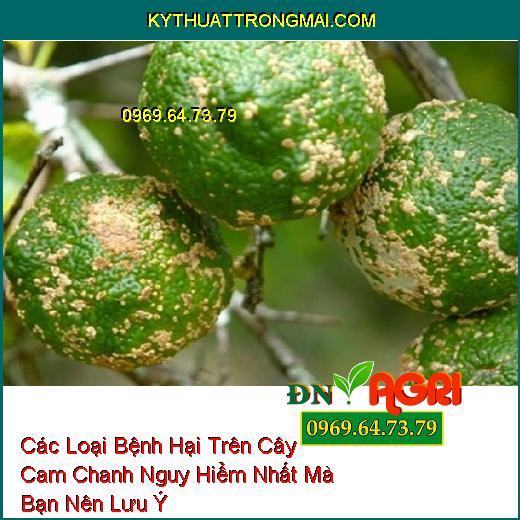 Các Loại Bệnh Hại Trên Cây Cam Chanh Nguy Hiểm Nhất Mà Bạn Nên Lưu Ý