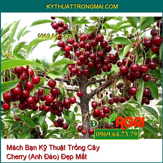 Mách Bạn Kỹ Thuật Trồng Cây Cherry (Anh Đào) Đẹp Mắt