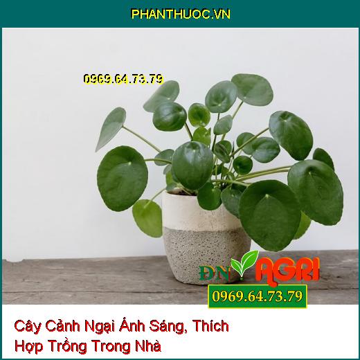 6 Loại Cây Cảnh Ngại Ánh Sáng, Thích Hợp Trồng Trong Nhà